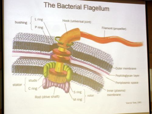 ▲비히 교수는 진화론으로는 박테리아 편모의 구조조차도 설명할 수 없다고 전했다. ⓒ신태진 기자